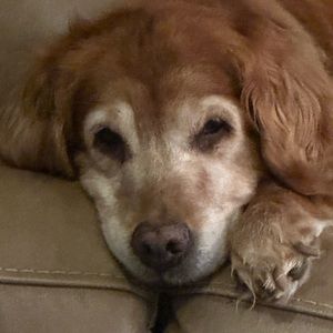 Meet your Posher, Suzanne